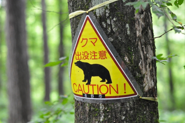 秋の軽登山・ハイキングで注意したいケガや熊被害｜備え方と保険の選択肢